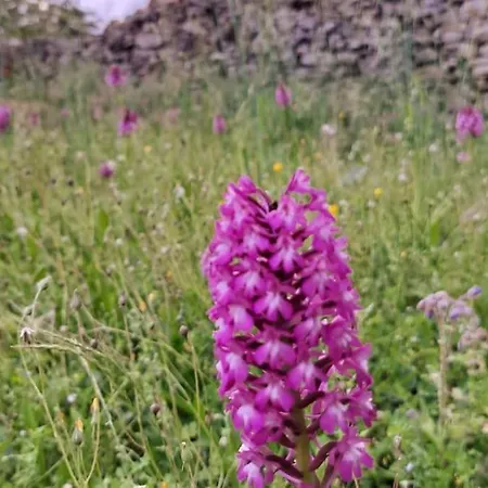 Authentique Maison Du Quercy